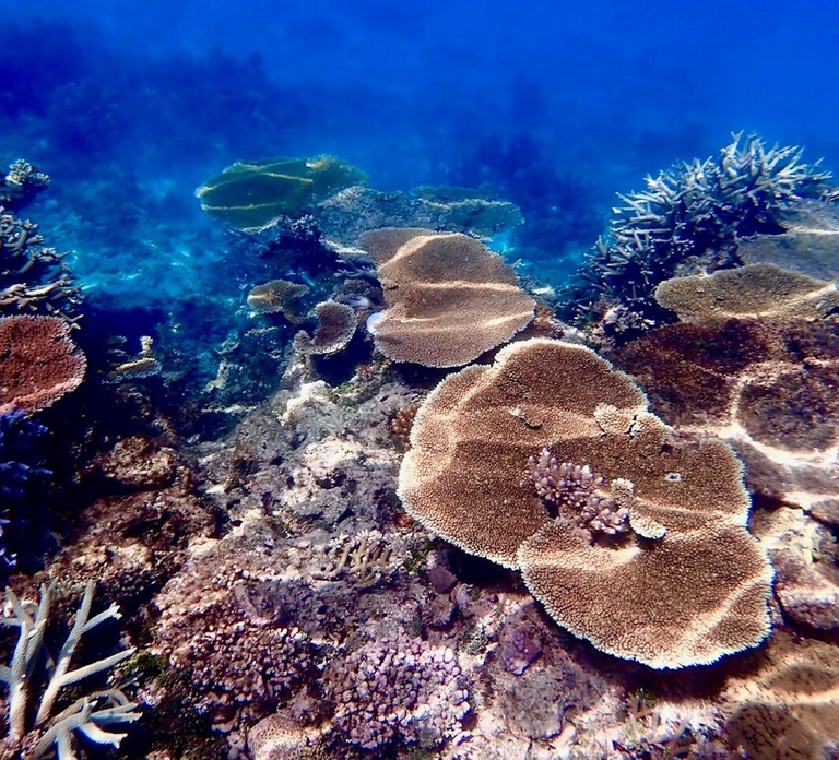 Townsville & Magnetic Island: MOUA & Reef Snorkel Experience