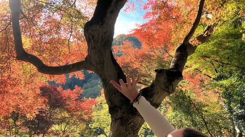 Osaka: Experience the Stunning Autumn Leaves in Full Color! Day Tours