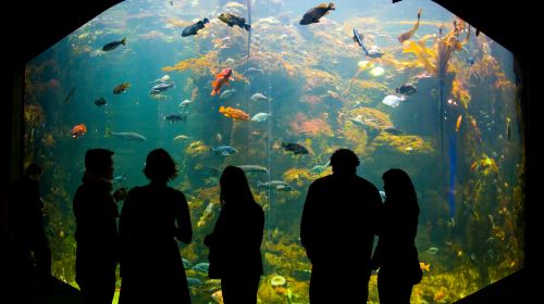 California Academy of Sciences