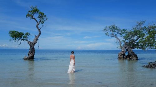 Siquijor Island Round-the-Island Tour - Waterfalls, Cliff Jumping, Snorkeling & Lazi Enchanted Balete Tree