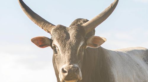 Wild Florida Drive-Thru Safari and Gator Park Admission Day Tours