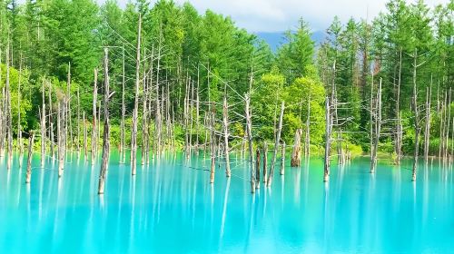 Furano 1-Day Tour: Patchwork Road, Shirogane Blue Pond & Farm Tomita