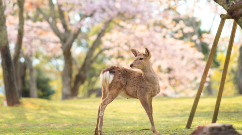 Optional small group for 9 people · 1-day tour to Osaka, Kyoto and Nara