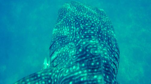 Oslob Cebu Whale Shark Watching + Moalboal Sardines Snorkeling Day Tour