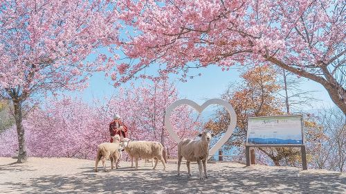Sun Moon Lake & Cingjing Farm 12-Hour Day Tour from Taipei