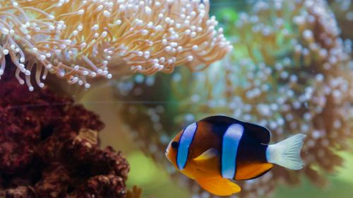 The National Aquarium Abu Dhabi: VIP Package Day Tours