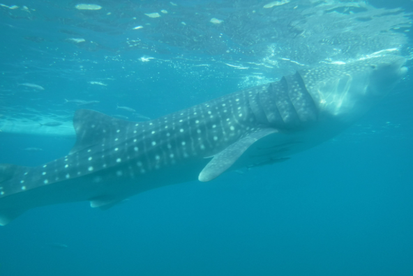 Oslob Whale Shark Watching