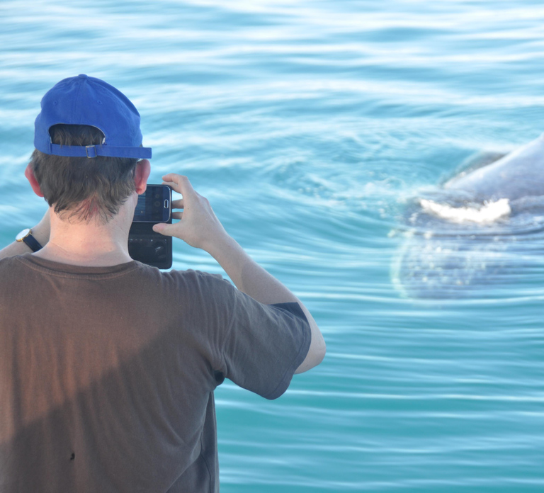 Broome: Whale Watching & Sunset Cruise