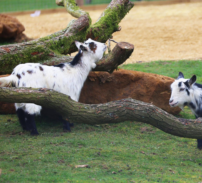 Dunstable: Whipsnade Zoo Full-Day Entrance Ticket
