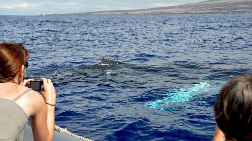 Eco-Raft Tour: Eye-Level Whale or Dolphin Watching from Lahaina