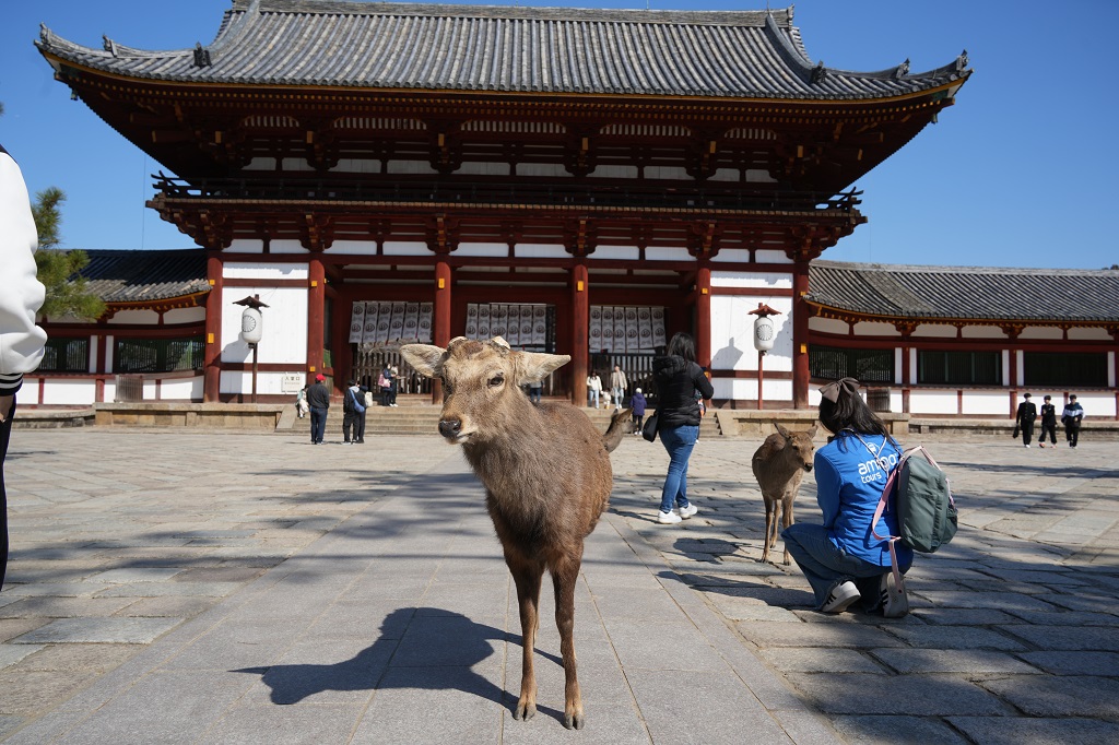 Japan Wonders: 10-Day Journey