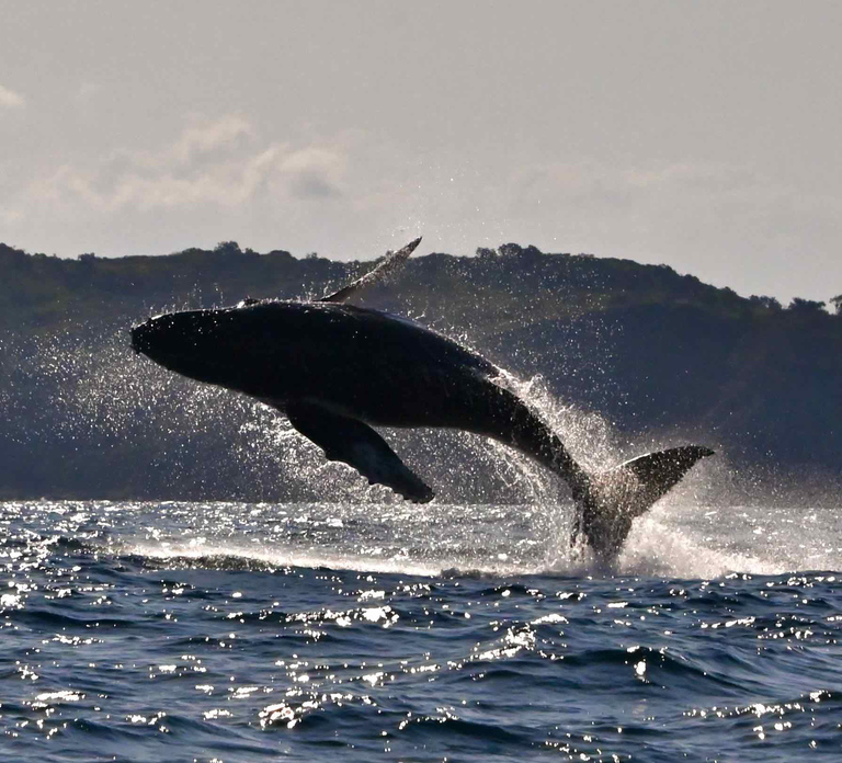 Noosa: Noosa Whale Watching Tour