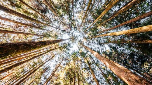 Alishan National Scenic Area Day Tour from Taichung Day Tours