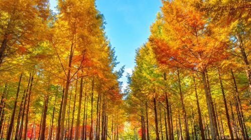 Seoul Round Round-trip- Nami Island + Legoland one-day tour Day Tours
