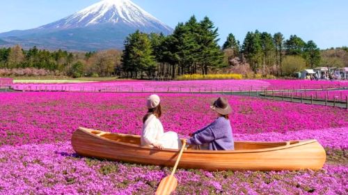 Tokyo Mt. Fuji, Lake Motosu, Shibazakura Park Day Trip 1-Day Tour [Optional 9-person hotel pick-up] Day Tours