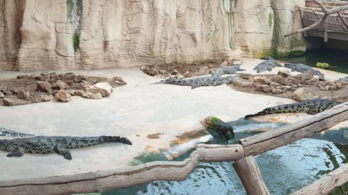Alligator Bay