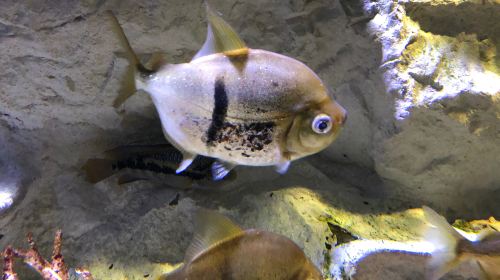 SEA LIFE Val d'Europe