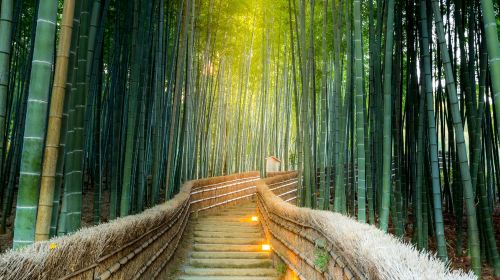 Matcha Experience Included! Katsuo-ji + Arashiyama + Kiyomizu-dera Temple (Departing from Namba/Osaka) Day Tours