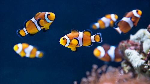 SEA LIFE Val d'Europe