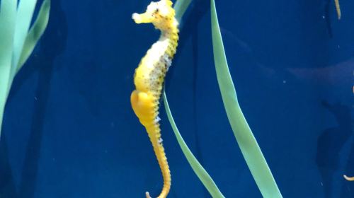 Acuario do Grove