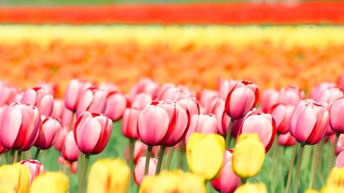 Hokkaido May Limited-Time 1-Day Tour: Shibazakura Takinoue kōen Park + Kamiyubetsu Tulip Park Day Tours