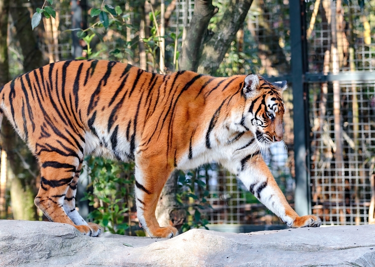 Shanghai Zoo