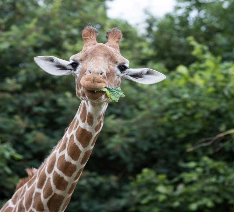Dunstable: Whipsnade Zoo Full-Day Entrance Ticket