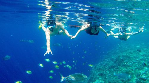 Bohol Island: Dolphin Watching + Balicasag Island Snorkeling 1-day Tour