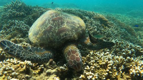 Penghu Islands Diving Experience diving diving 2 Hours – 2025 Penghu Fireworks Festival