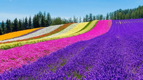 Furano & Biei Customised Private Day Tour (Up to 3 Pax/11 Hours) Day Tours