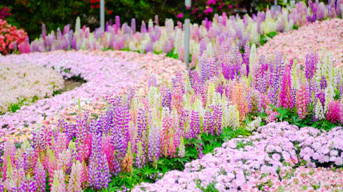 Ibaraki Ashikaga Flower Park Japan Light Show + Nakaminato Fish Market + Kamiiso no Torii 1-day tour