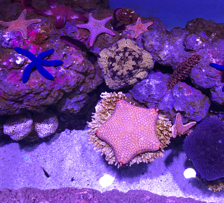 Cairns Aquarium General Admission Ticket