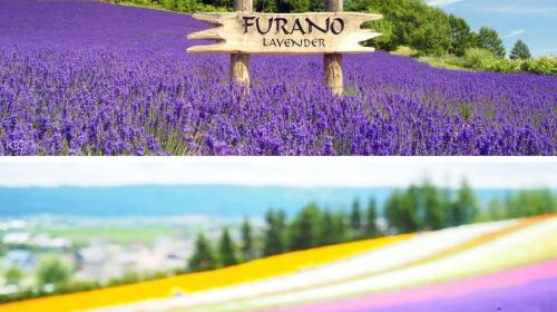 Biei, Hokkaido 1-Day Tour: Shirogane Blue Pond, Shikisai-no-Oka & Farm Tomita from Sapporo