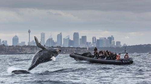 Sydney Whale-Watching by Speed Boat