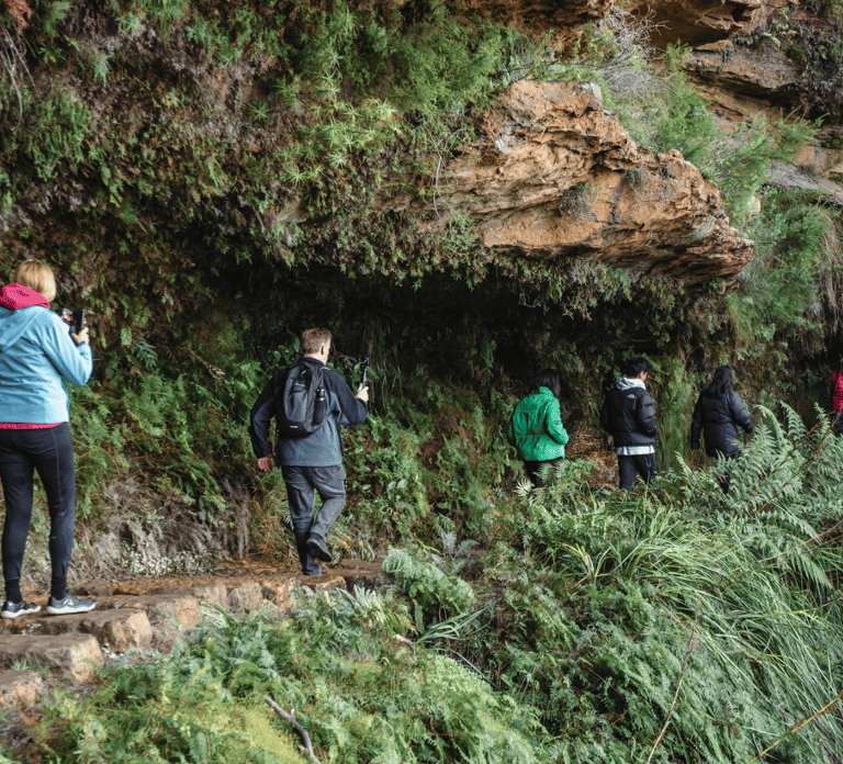 Sydney: Blue Mountains Wildlife & Bushwalk Small-Group Tour