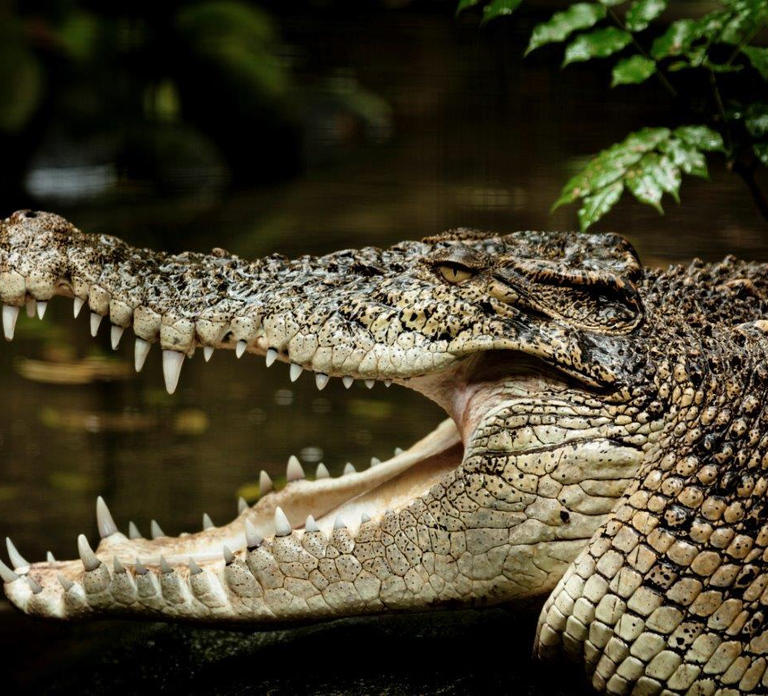 Port Douglas: Daintree Rainforest and Mossman Gorge Tour