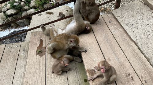 Green Season Snow Monkeys: Baby Monkeys & Scenic Forest Walk Day Tours