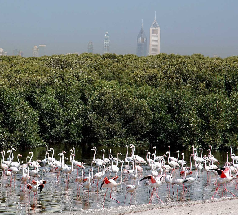 Ras Al Khor Wildlife Sanctuary with Dubai City Tour
