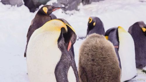 Hokkaido Asahiyama Zoo, Biei Shirogane Blue Pond (Aoiike), Shirahige Falls, and viral Christmas tree 1-day tour Day Tours