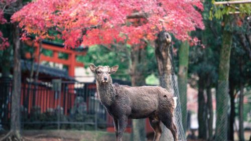 [Hong Kong and Macau Only] 5-Day JR Pass Ise, Kumano, and Wakayama Area Tourist Pass (Physical Voucher) Transport Passes
