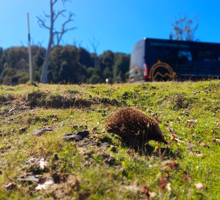 From Hobart: Active Day Trip to Cradle Mountain