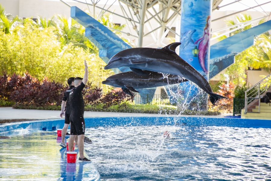 Da Nang Dolphinarium