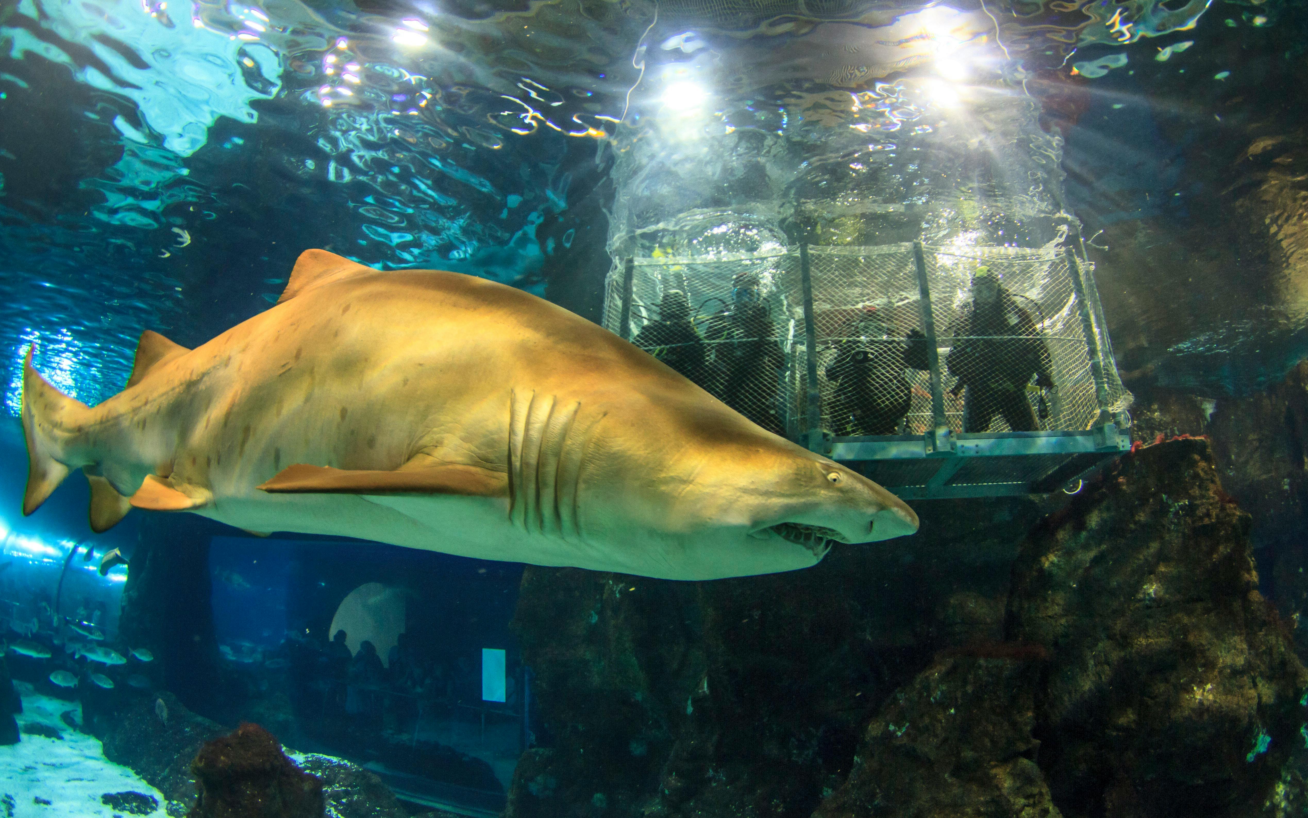 Barcelona Aquarium Skip-the-Line Tickets