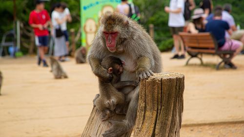 Kyoto Arashiyama Bamboo, Temple, Monkey or Local Mountain Brewery Day Tours