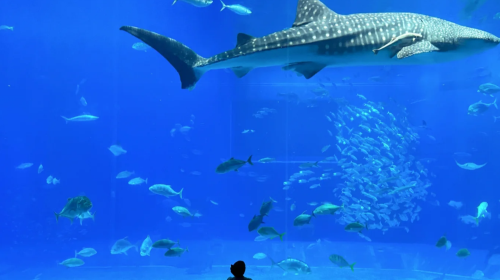 Swim with Whale Sharks in Okinawa, Japan – Snorkeling, Scuba Diving