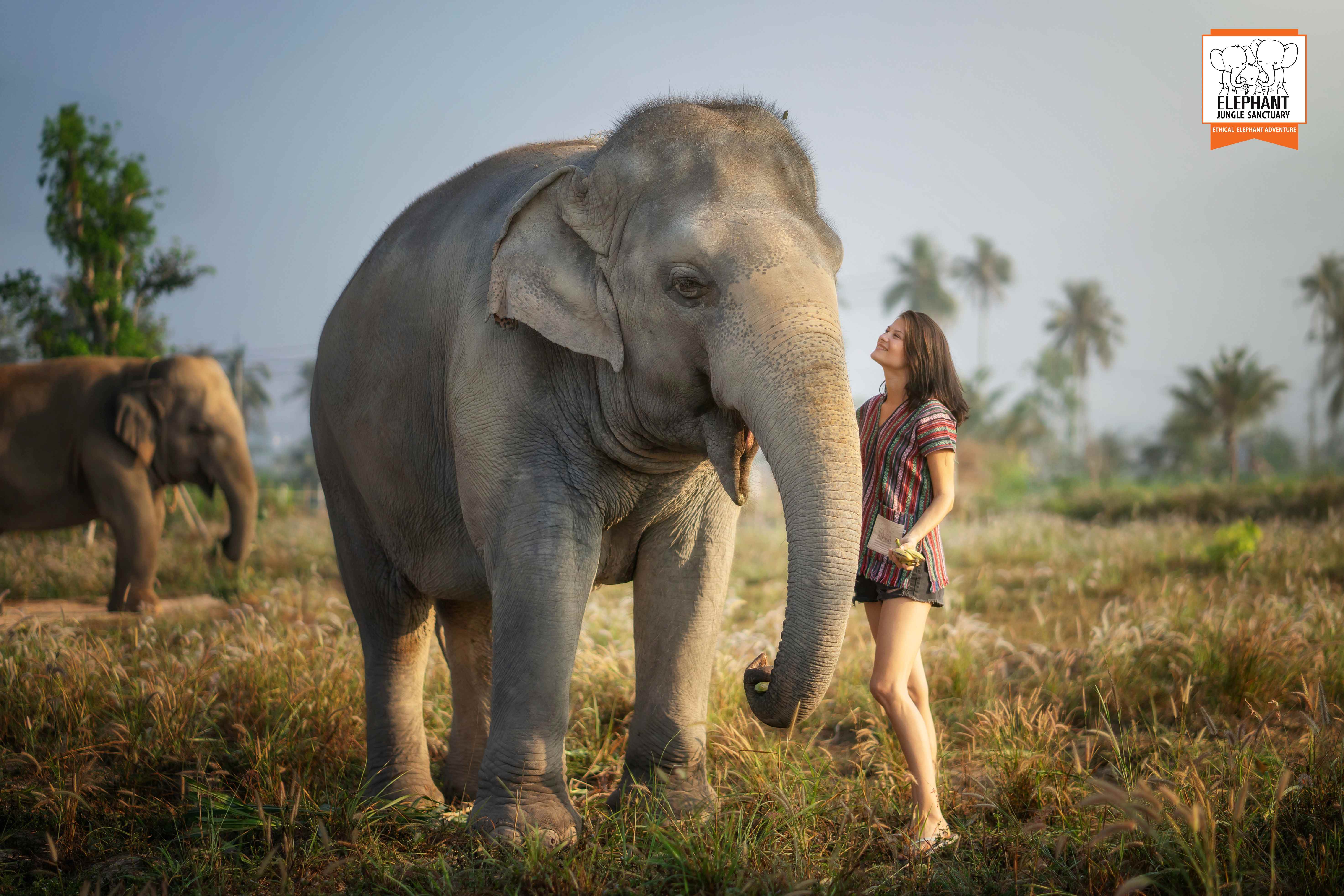 Elephant Jungle Sanctuary - Pattaya