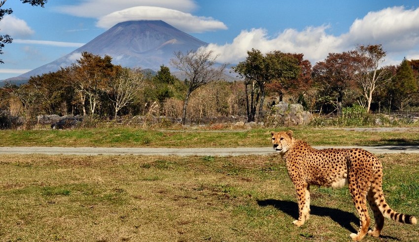 FUJI SAFARI PARK, Fuji Safari Park, Oshino Hakkai, and Oishi Park One Day Tour