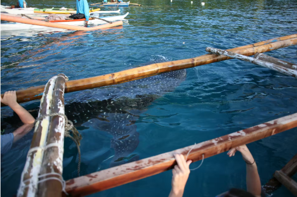 Oslob Whale Shark Watching