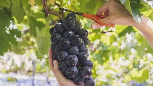 Mt. Fuji Fruit Picking, Lake Kawaguchi Train & Oishi Park 1-Day Tour
