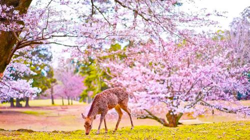 1-day tour to Arashiyama & Katsuo-ji in Kyoto, Japan with Chinese-speaking guide